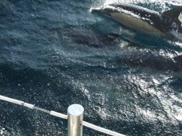 de Lisbonne au Cap Vert &raquo; de Lisbonne aux Canaries