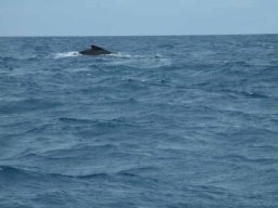 du Cap Vert au Bresil &raquo; à partir de Rio de Janeiro - S3