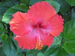 Polynésie Française &raquo; Les Marquises (Sophie) - S1