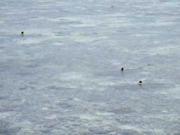 Polynésie Française &raquo; S11