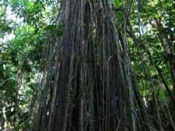 Polynésie Française &raquo; Les Marquises (Sophie) - S3