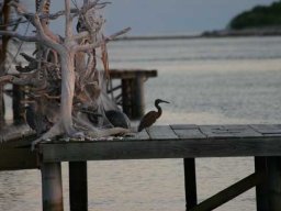 Polynésie Française &raquo; (Guillaume) - S7