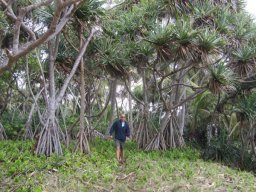 Mélanésie &raquo; Vanuatu - S2