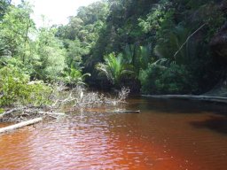 de Palau à Bornéo &raquo; Bornéo - S3