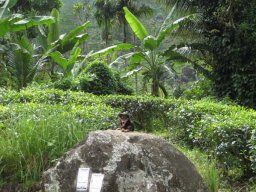 de Malacca à Aden &raquo; Sri Lanka - S2