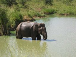 de Malacca à Aden &raquo; Sri Lanka - S4