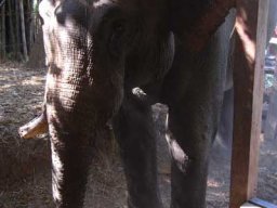 de Malacca à Aden &raquo; Thaïlande - S3