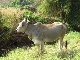 de Malacca à Aden &raquo; Thaïlande - S6