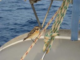 Suez-Sicile &raquo; Crête